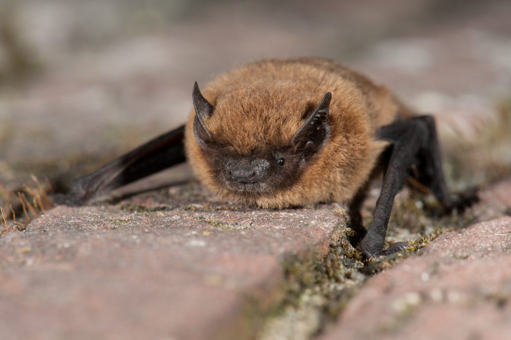 Our Irish bats Learn About Bats