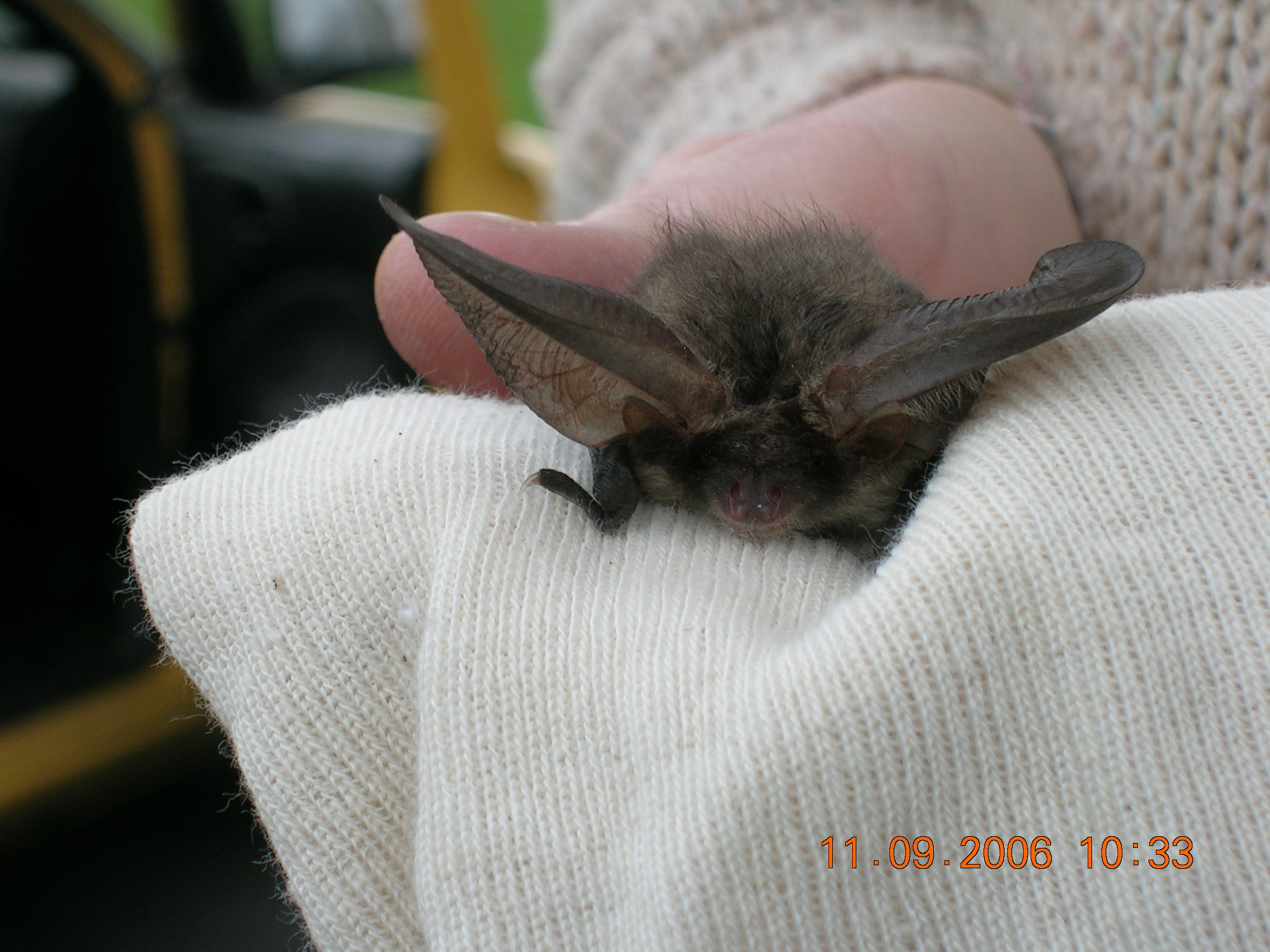 Our Irish bats Learn About Bats