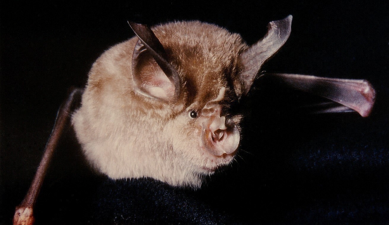 Are bats blind? Learn About Bats