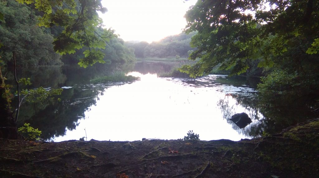 Where bats live in Ireland Learn About Bats