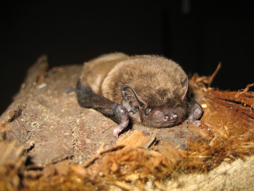 Our Irish bats Learn About Bats