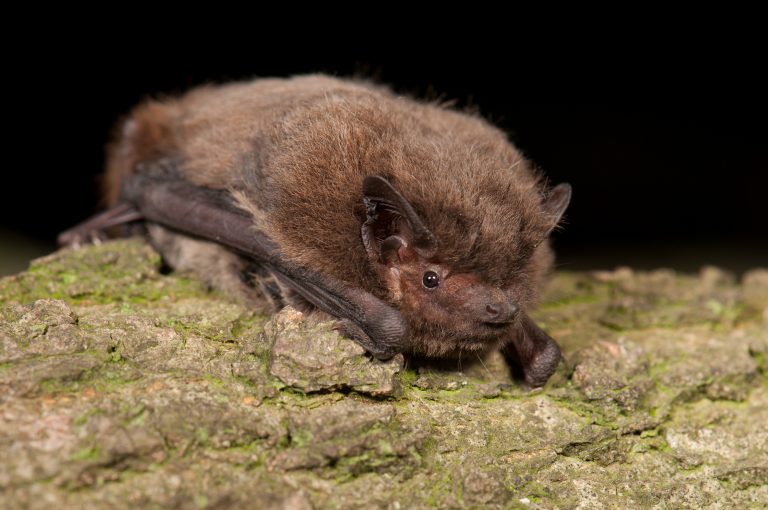 Our Irish bats Learn About Bats