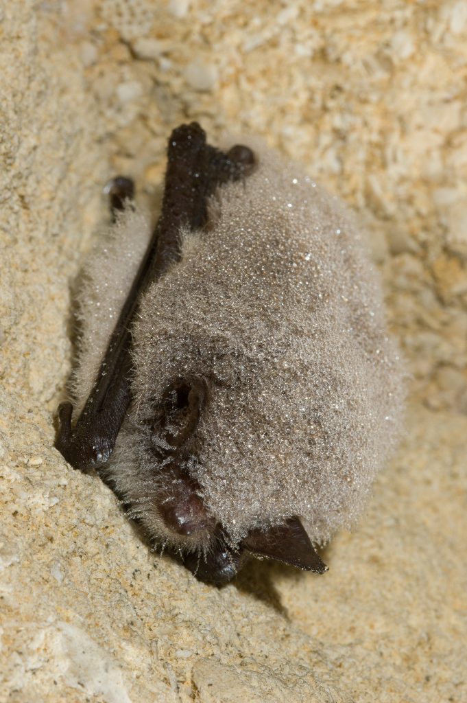Our Irish bats Learn About Bats