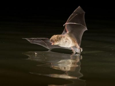 Daubenton's bat hunting over water