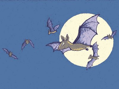 Flying bats against the moon