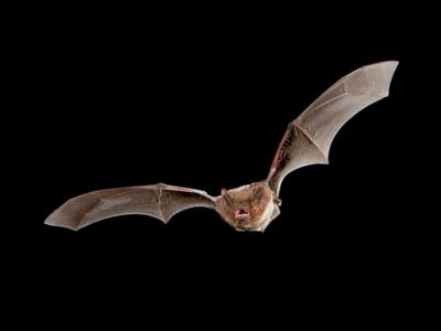 Nathusius' pipistrelle bat in full flight